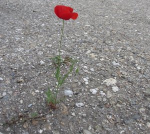 IMG_9100